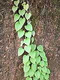 Image result for Cissus cucumerifolia
