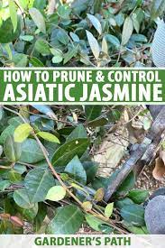 How To Prune And Control Asiatic Jasmine Vines | Gardener's Path