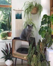 I purchased a fiddle leaf fig (only ~$25 in union square market for interested nyers) and absolutely loved it. 31 Kitties With Plants Ideas In 2021 Cat Plants Plants Cats