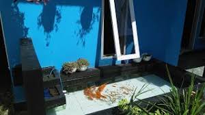 Lakukan perawatan rutin untuk menjaga kolam ikan tetap bersih. Kolam Ikan Minimalis Depan Rumah Pemanfaatan Lahan Sempit Youtube