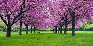 Flowers (hana) in this case almost always refer to those of the cherry or, less frequently, plum (ume) trees. Flowers And Gardens David Balyeat Photography Tree Redbud Tree Meditation Music