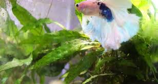 My betta was exposed to insecticides over the summer and became very ill. How To Treat A Sick Betta Naturally Zenaquaria