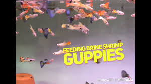 Feeding Live Baby Brine Shrimp To My Guppies Youtube