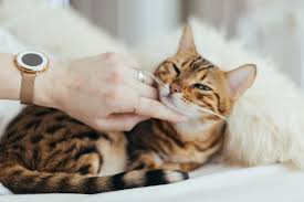 I wasn't allergic to my last cat but my asthma symptoms flared when i brought home a new one. Are Bengal Cats Hypoallergenic The Bengal Connection