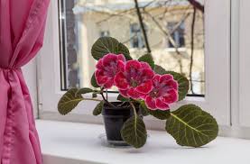 Böylece çiçek açan bir çiçek yatağının nasıl görüneceğini ve ideal olarak renk kombinasyonunu seçebileceğinizi hayal edebilirsiniz. Eve Renk Katan Saksi Bitkileri Nelerdir Iste 10 Cicek Onerisi Evim