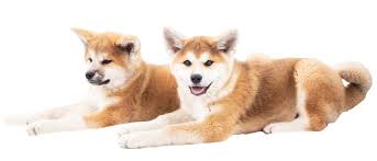 More about puppy weight gain. Akita Inu Growth Chart When Do Akitas Stop Growing