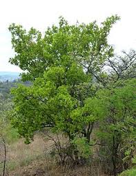 Image result for Combretum xanthothyrsum