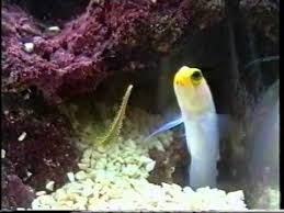 Zeeaquarium Bert Arxhoek Jack In The Box Youtube