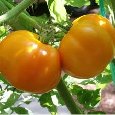 Crește legume in camp deschis youtube. Chihlimbar 5 Gr Seminte Tomate Romanesti Culoare Galben Potocaliu Nedeterminate Scdl Buzau Seminte Rosii