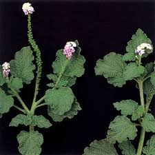 Image result for Heliotropium indicum