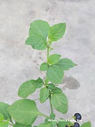 Image result for Solanum scabrum