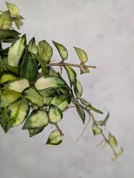 Image result for Selago lacunosa