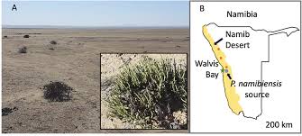 Image result for Arthraerua leubnitziae