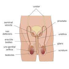 Browse our male anatomy front view images, graphics, and designs from +79.322 free vectors graphics. Male Reproductive System Stock Illustration Reproductive System Female Reproductive Anatomy Female Anatomy