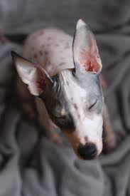 pin on american hairless terrier