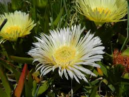 Image result for Aizoaceae