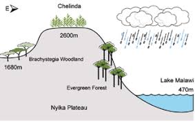Image result for Schizochilus sulphureus