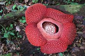 Apalagi sketsa bunga raflesia ini hanya dibuat bunganya saja tanpa tambahan gambar lainnya. Foto Inilah Keindahan Bunga Rafflesia Yang Sedang Mekar Di Alam Mongabay Co Id