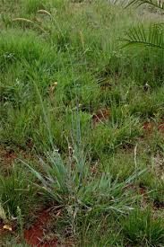 Image result for Setaria sphacelata