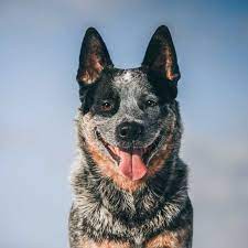 Some call it a duvet. Australian Cattle Dog Geschichte Wesen Und Charakter Erziehung