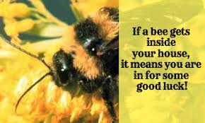 Bees Can Be A Sign Of Good Luck Bee Spirit Animal Spiritual Meaning Of Bees Bee Spiritual Meaning