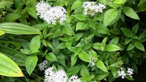 Image result for Pentas longiflora