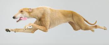 We did not find results for: Artstation Dog Spanish Greyhound Ilya Rogov