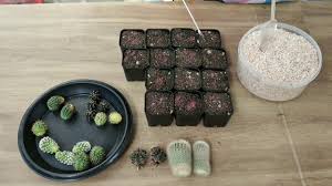 ป กพ นโดย wichulada s garden ใน สวนข างบ าน ในป 2021 อาหาร