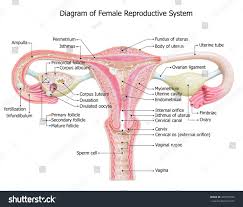 The beating of the cilia creates a current that helps. Unlabeled Diagram Of The Female Reproductive System Front View Simple Unlabel Reproductive System Female Reproductive System Anatomy Female Reproductive System