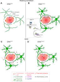 Composed of many cell types, the bbb is both a structural and functional roadblock to microorganisms, such as bacteria, fungi, viruses or parasites, that may be circulating in the. Plos Biology Blood Brain Barrier Genetic Disruption Leads To Protective Barrier Formation At The Glia Limitans