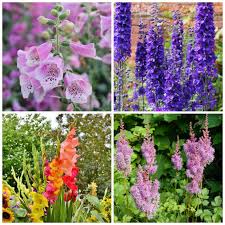 Clare gort garden centre & church st flowers. Cottage Garden Plants Perennials Annuals Bulbs For Cottage Gardens