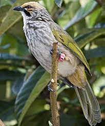 Check spelling or type a new query. Perawatan Burung Cucak Rowo Smart Mastering