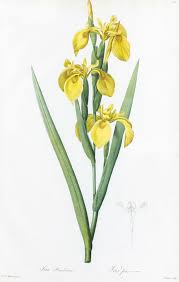 Image result for Iris pseudacorus