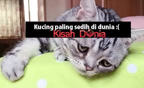 Kucing ini merupakan jenis kucing peliharaan yang sangat lucu dan menggemaskan. Kucing Ini Dipanggil Sebagai Kucing Paling Sedih Di Dunia Wajahnya Viral Hebat Di Laman Sosial Kisah Dunia