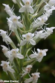 Image result for Habenaria macrura