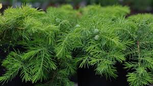 Image result for Juniperus