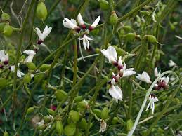 Image result for Retama monosperma