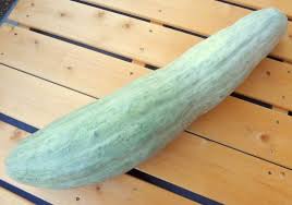 Gifu Squash And Fondue Pa Gifu Eating Plant Pumpkin