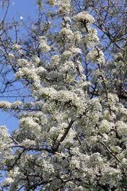 Image result for Pycnostachys coerulea