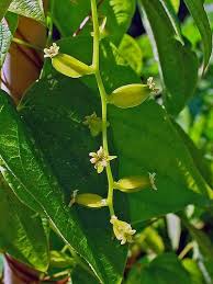 Image result for Polystachya villosa