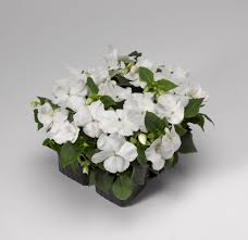 Image result for Walleria nutans