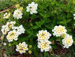 Image result for Lantana nivea