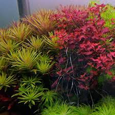 Image result for Limnophila