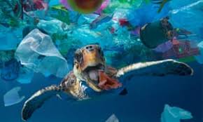 Marine life | Environment | The Guardian