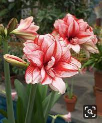 Pin By Argel Jewell On Fiori Amaryllis Plant Amaryllis Flowers Beautiful Flowers