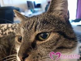 How Can I Help My Newly Blind Cat Adjust To Her Disability Paws And Effect In 2020 Cats Mama Cat Kinds Of Cats