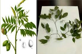 Image result for Crudia