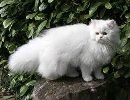 Life Span Of Persian Doll Face