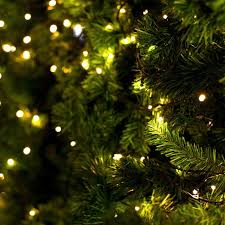 Check spelling or type a new query. Real Christmas Tree Buying Guide What Are The Best Real Christmas Trees