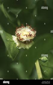 Image result for Napoleonaea